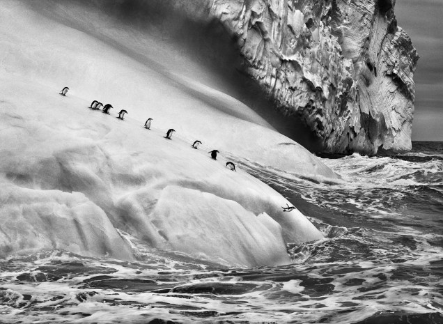 Flagrante de pinguins-de-barbicha em um iceberg nas Ilhas Sandwich do Sul. Flagrante de pinguins-de-barbicha em um iceberg nas Ilhas Sandwich do Sul.