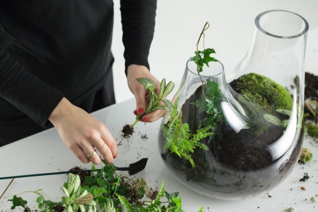 7. Continue colocando as plantas menores usando este método, tentando mantê-las afastadas das bordas. 7. Continue colocando as plantas menores usando este método, tentando mantê-las afastadas das bordas.