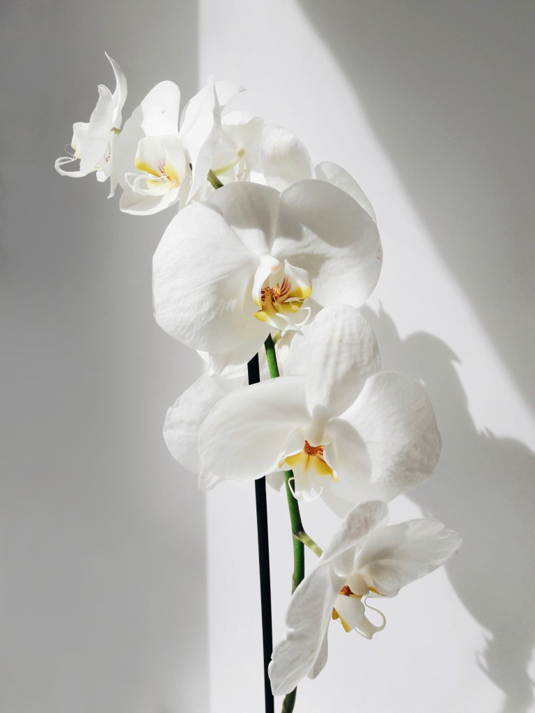 alexandra-nosova-kly-orquidea-branca orquídea branca