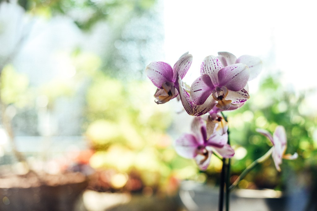 gaelle-marcel-como-cultivar-orquidea Como cultivar orquídea