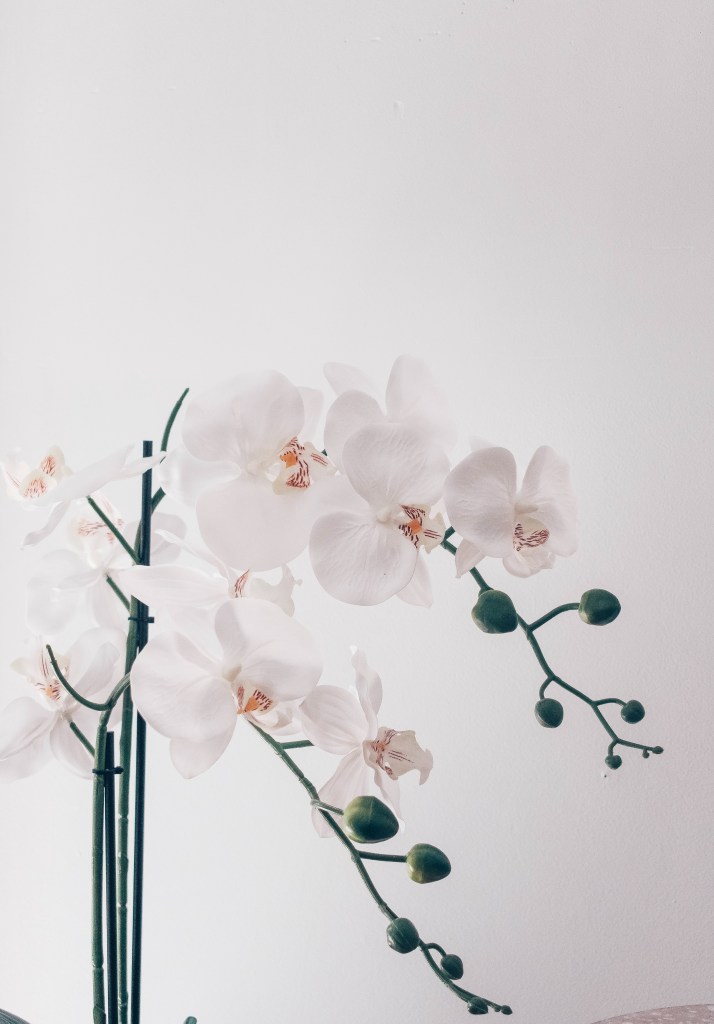 jess-harper-cuidados-com-orquidea cuidados com orquídeas