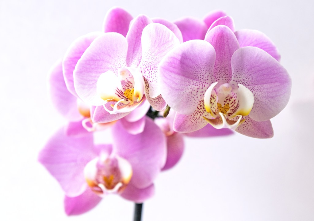 petra-kessler-regar-orquidea orquídea lilás