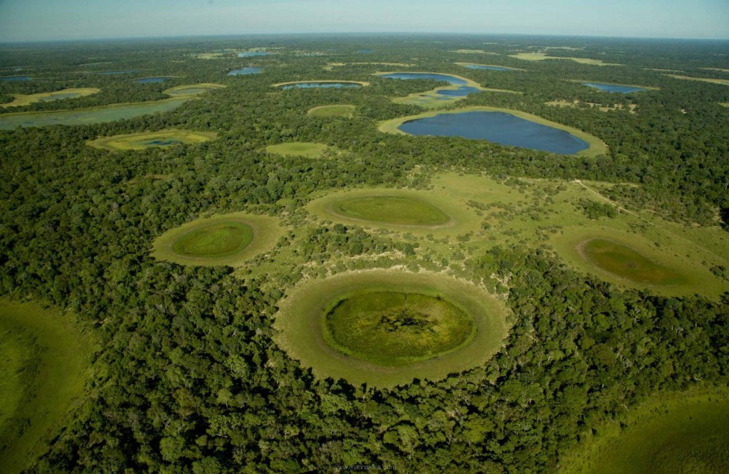 pantanal preservação documenta pantanal leilão obra de arte