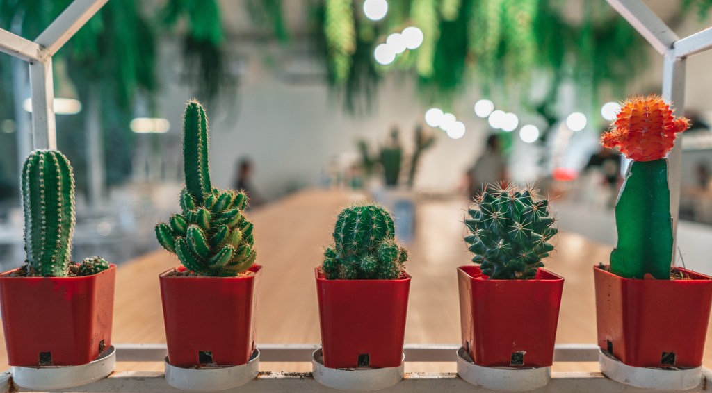 cactos em vasos pequenos