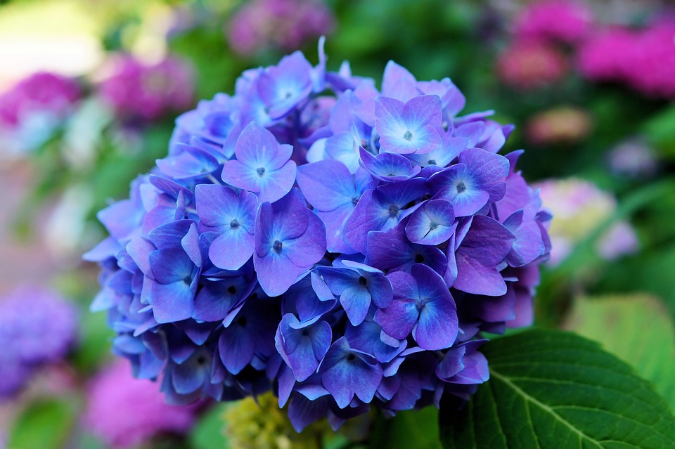 Hortênsias-flor-de-inverno hortênsia é uma flor de inverno indicada para ambientes externos e internos