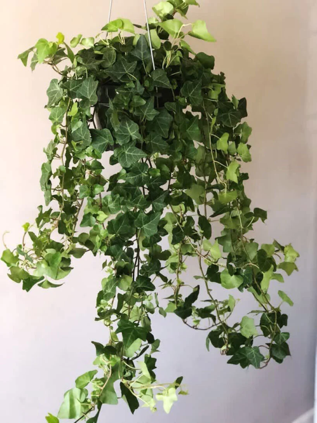 Ivy Inglesa (Hedera helix) Ivy Inglesa (Hedera helix)