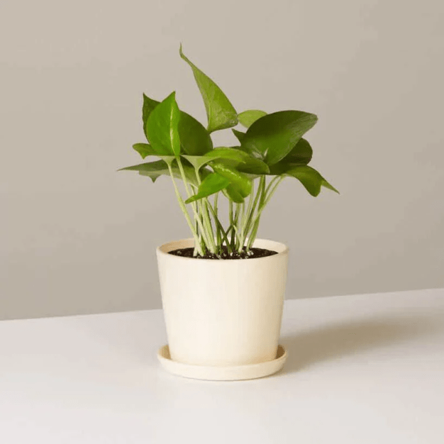 Ivy do Diabo (Pothos) Ivy do Diabo (Pothos)