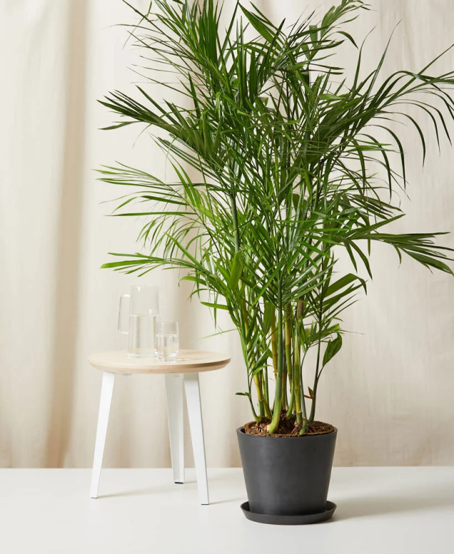Palmeira Areca de Bambu Palmeira Areca de Bambu