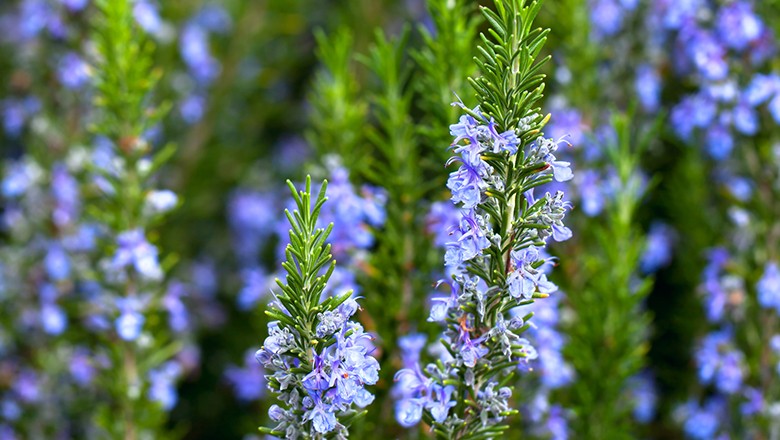 Thinkstock-alecrim-flores-de-inverno alecrim é uma das flores indicadas para o frio