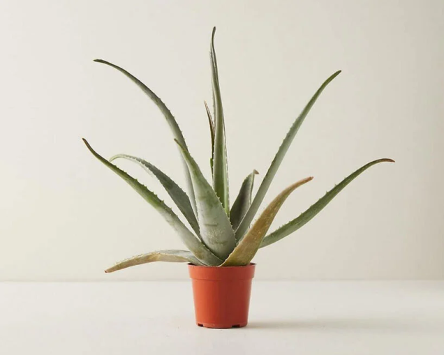 Aloe Vera Aloe Vera