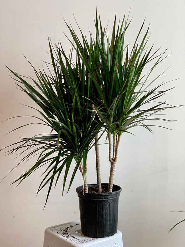 Dracaena Marginata (árvore Do Dragão Madagascar) Dracaena Marginata (árvore Do Dragão Madagascar)