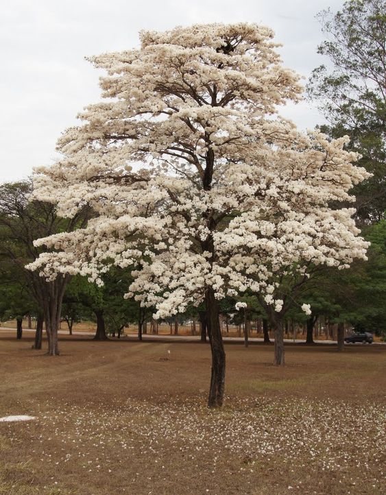ipe-branco-flor-de-inverno-pinterest ipe-branco floresce no inverno