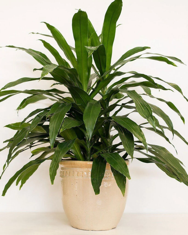 Dracena Compacta Dracena Compacta