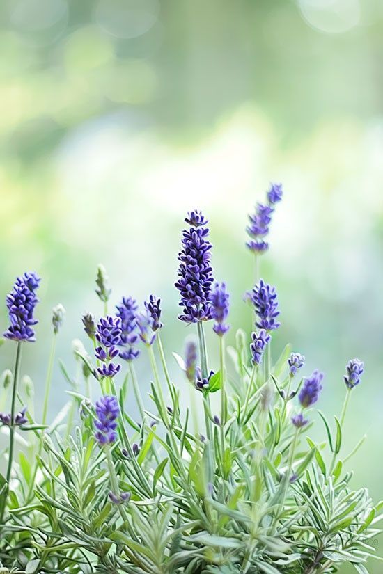 lavanda é uma flor de inverno com aroma agradável