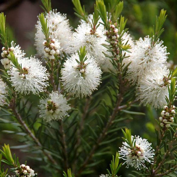 melaleuca-oleo-essencial-flor-de-inverno melaleuca flor de inverno