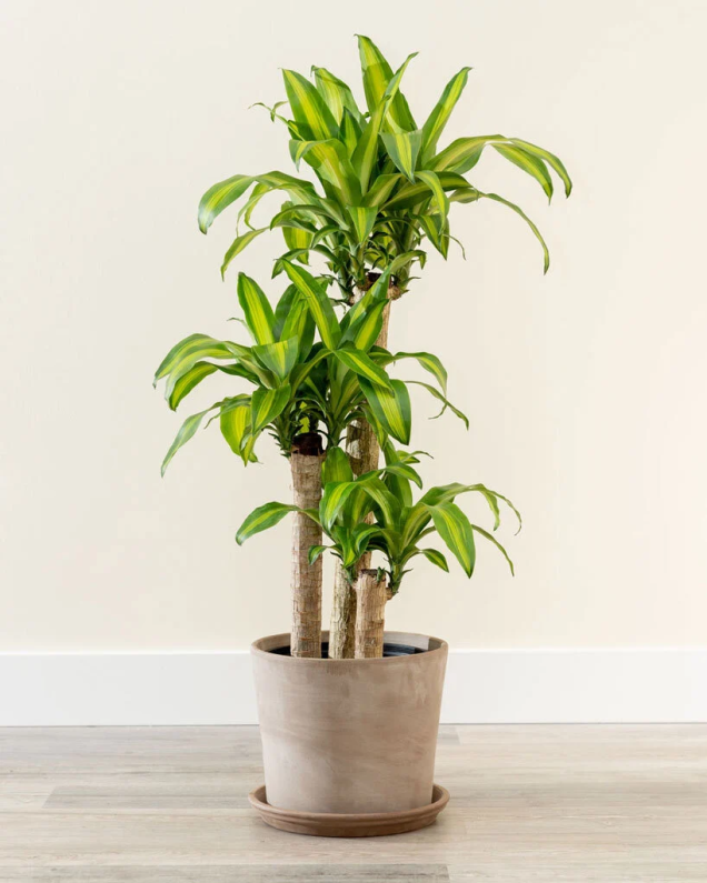 Milho em vaso Dracaena Milho em vaso Dracaena