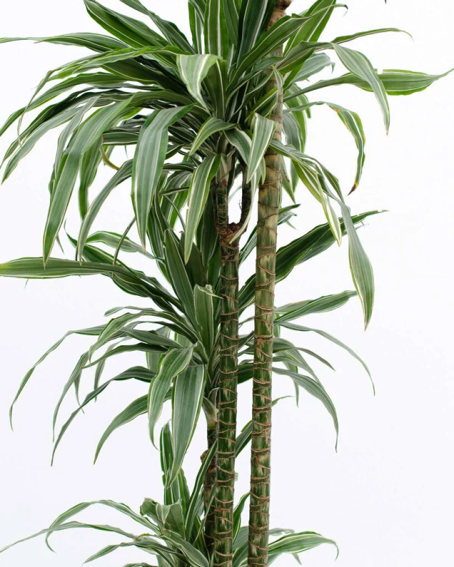 Dracena Warneckii Dracena Warneckii