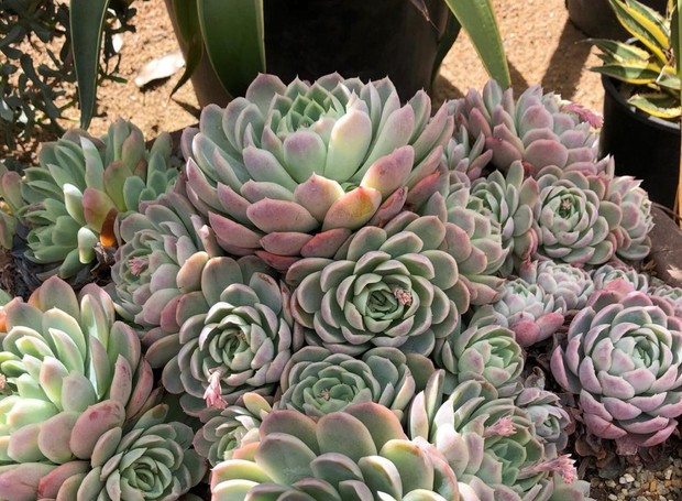 echeveria