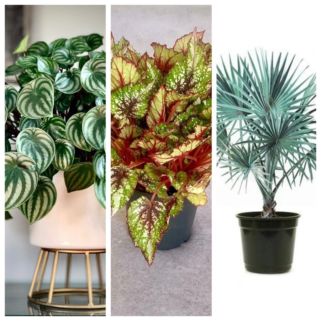 Plantas diferentes