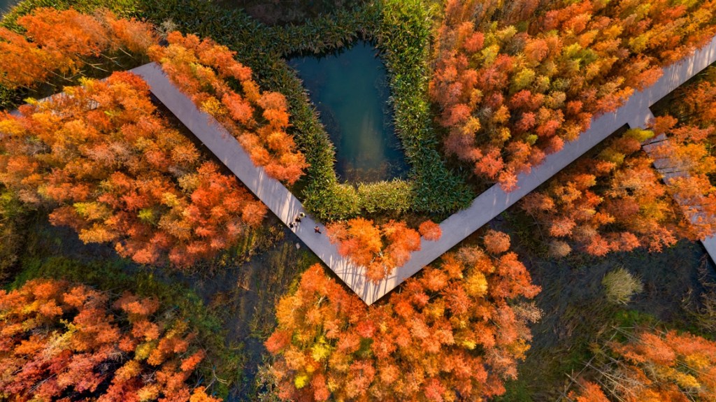 Área urbana abandonada vira floresta flutuante na China