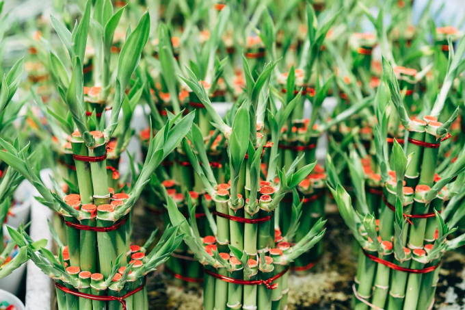 bambu-da-sorte
